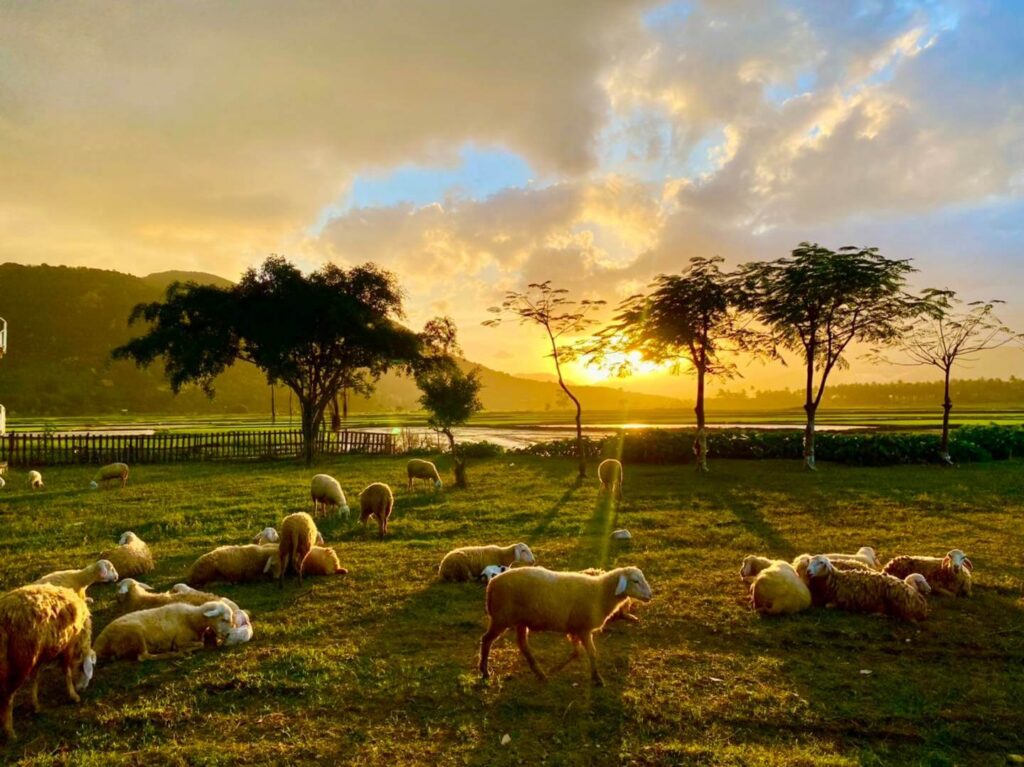 a herd of sheep grazing on a lush green field