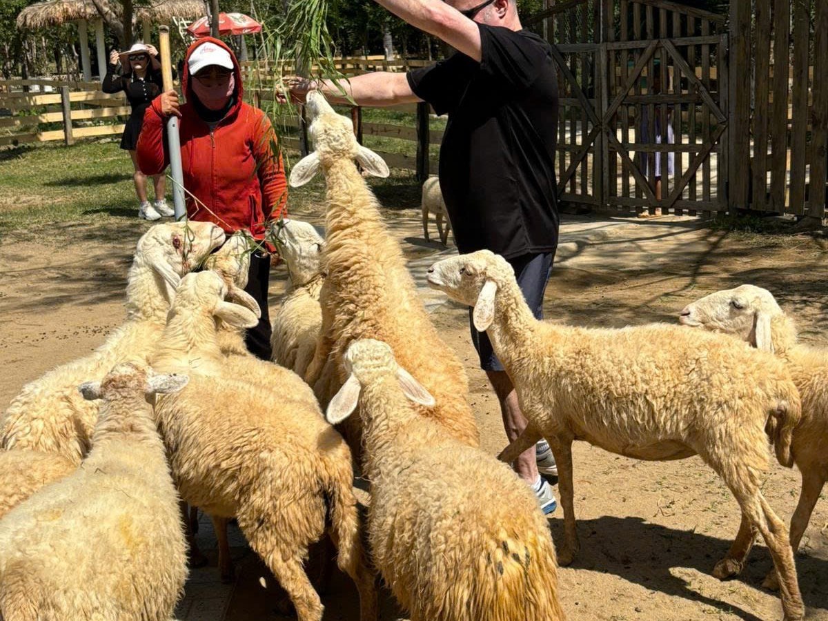a group of sheep in a pen
