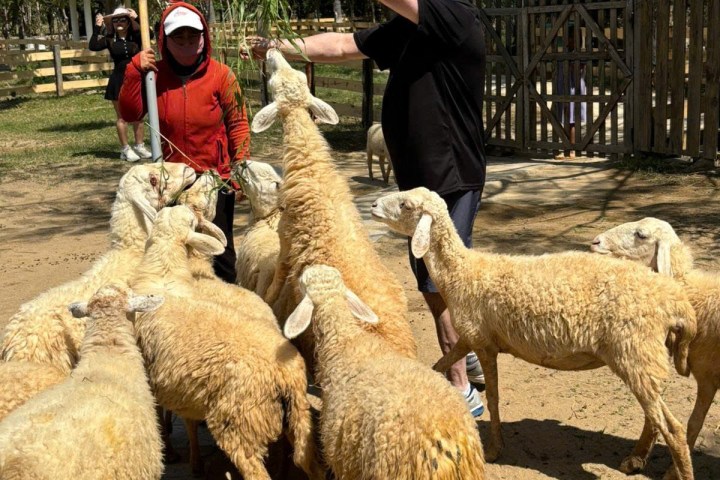 a group of sheep in a pen