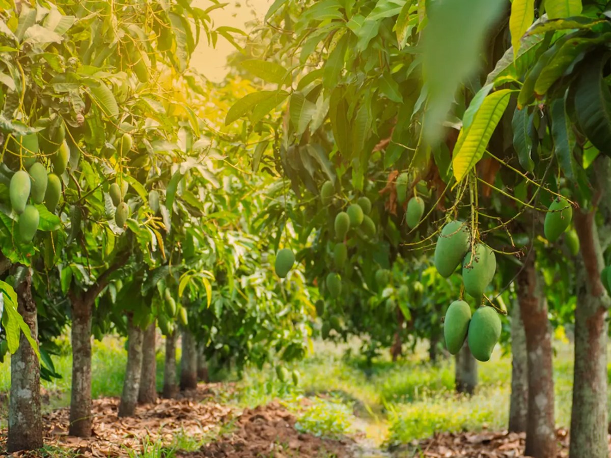 a close up of a fruit tree