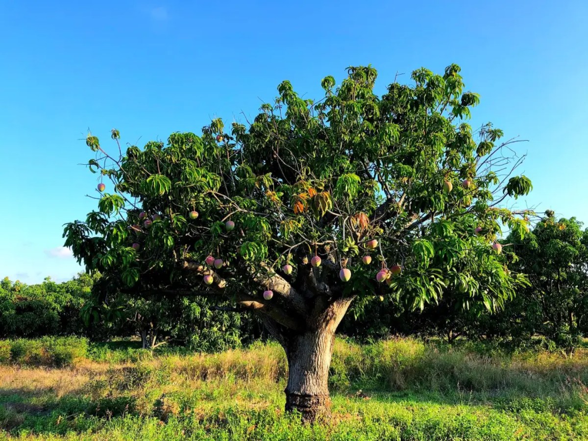 a tree in front of a lush green field