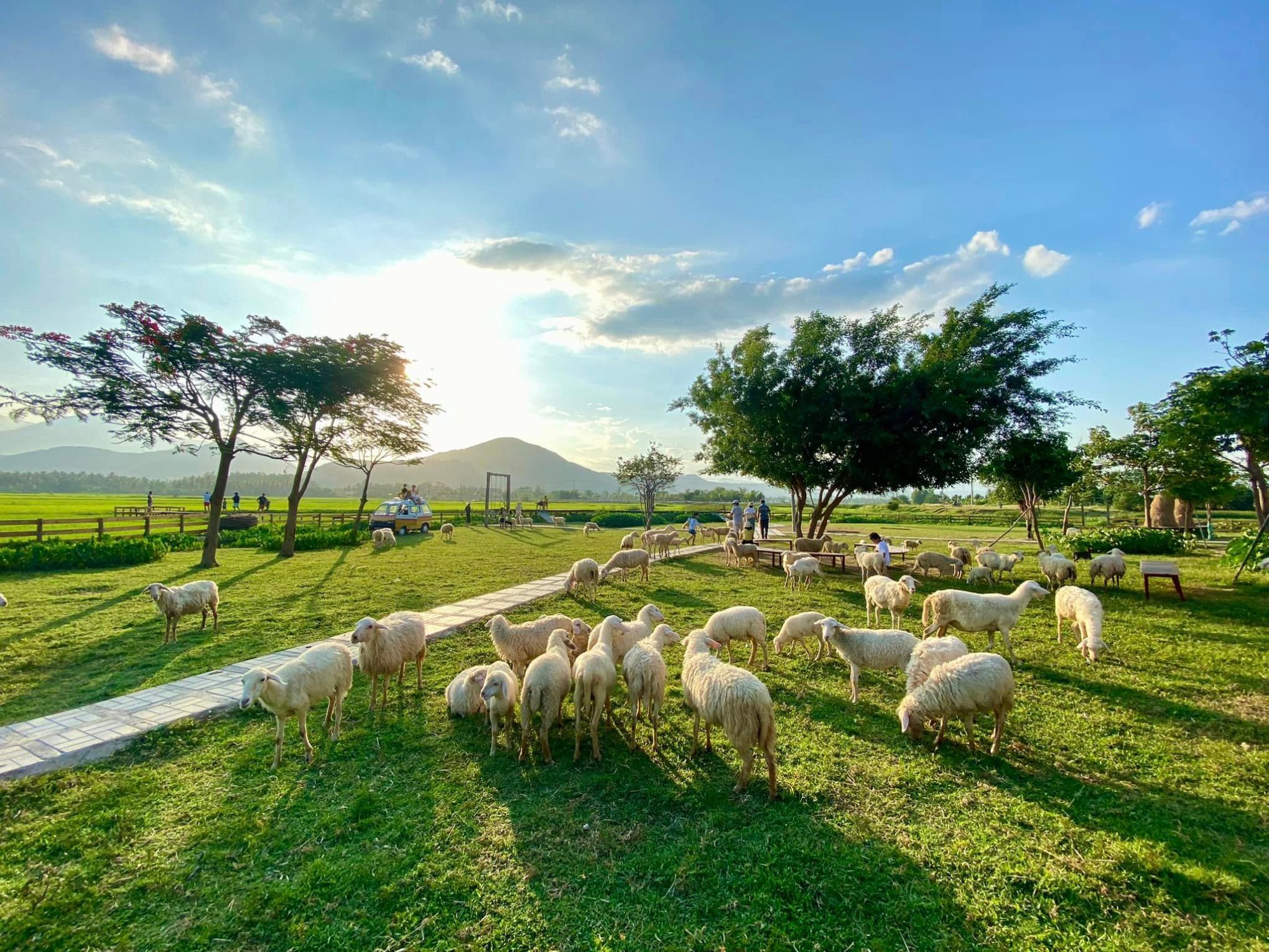 a herd of sheep grazing on a lush green field