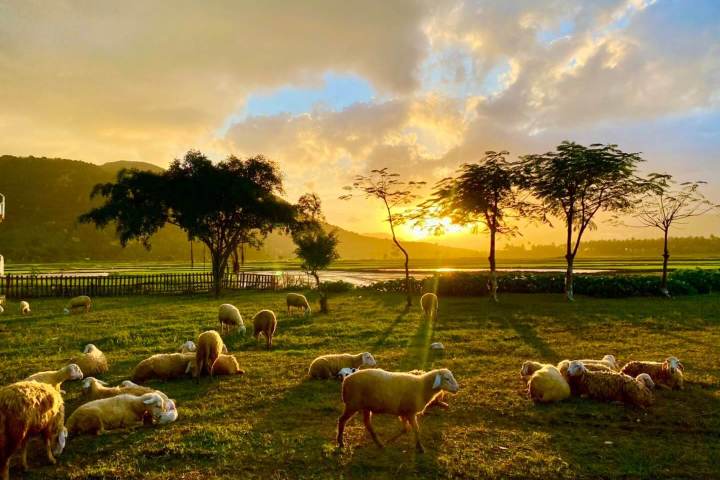 a herd of sheep grazing on a lush green field